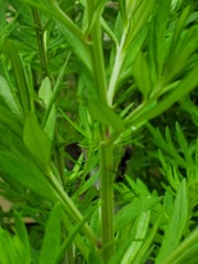 Camponotus pennsylvanicus