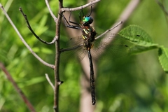 Somatochlora hineana