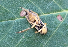 Sigara decoratella
