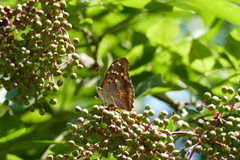 Apatura ilia clytie