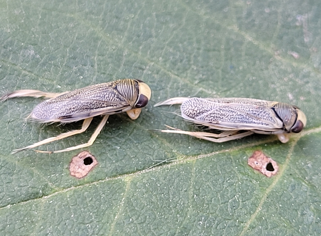 Cenocorixa dakotensis