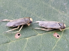 Cenocorixa dakotensis