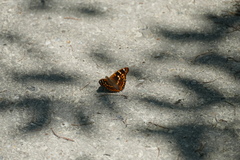 Apatura ilia clytie