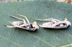 Cenocorixa dakotensis