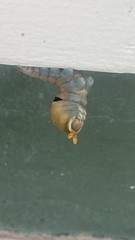 Papilio multicaudata