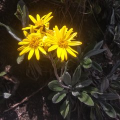 Robinsonecio gerberifolius