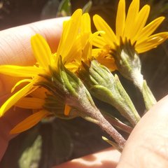 Robinsonecio gerberifolius