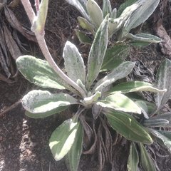 Robinsonecio gerberifolius