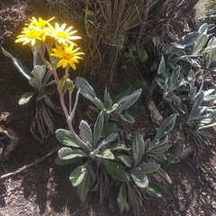 Robinsonecio gerberifolius