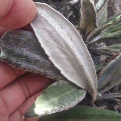 Robinsonecio gerberifolius