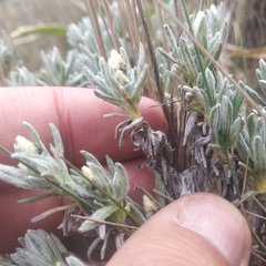 Gnaphaliothamnus lavandulifolius