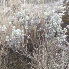 Gnaphaliothamnus lavandulifolius
