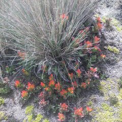 Castilleja tolucensis
