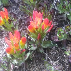 Castilleja tolucensis