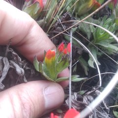 Castilleja tolucensis