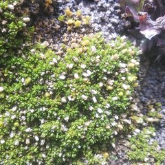 Arenaria bryoides