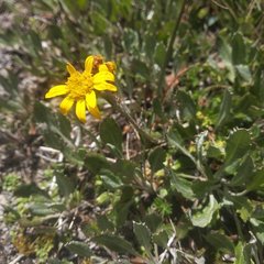 Packera bellidifolia