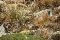 Scleroptila levaillantii