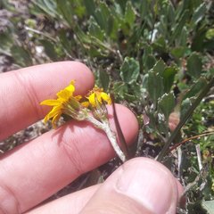 Packera bellidifolia