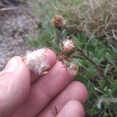 Packera bellidifolia