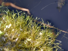 Riccia fluitans