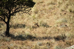Scleroptila levaillantii