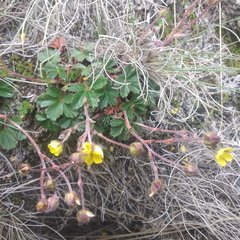 Potentilla ranunculoides