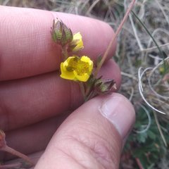 Potentilla ranunculoides