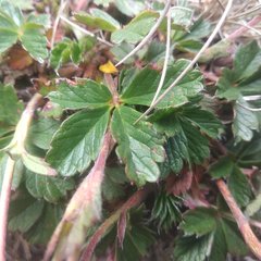 Potentilla ranunculoides