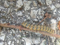 Phalera bucephala
