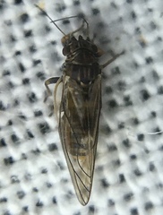 Cacopsylla pyricola