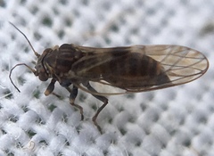 Cacopsylla pyricola