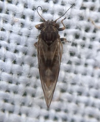 Cacopsylla pyricola