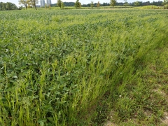 Panicum miliaceum ruderale