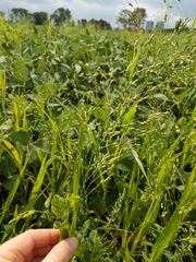 Panicum miliaceum ruderale