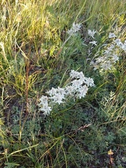 Leontopodium ochroleucum