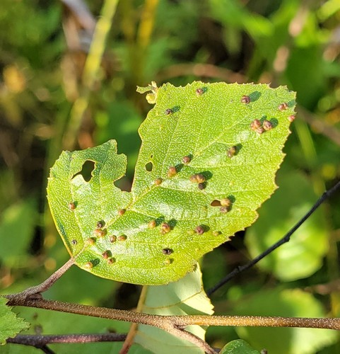 Alder Leaf Gall Mite