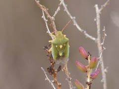 Brachynema purpureomarginatum triguttatum