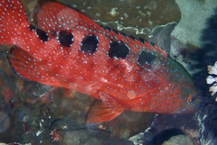 Sixblotch Hind photo 1