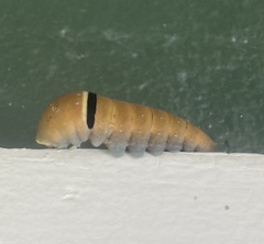 Papilio multicaudata