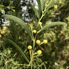 Acacia cyclops