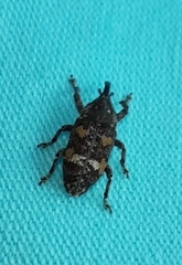 Pissodes castaneus