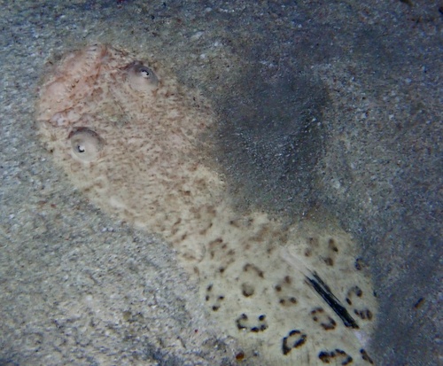 Uranoscopus rosette observed 2021-07-31