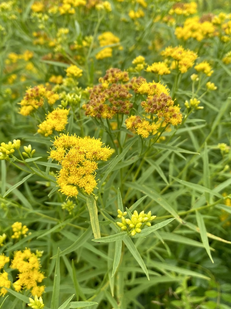 Euthamia graminifolia — a medium houseplant, prefers full sun light