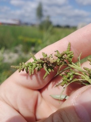 Bothynoderes affinis