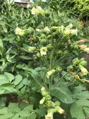Nicotiana rustica