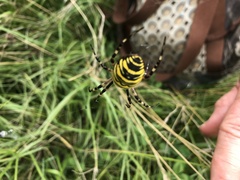 Argiope bruennichi