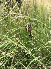 Argiope bruennichi