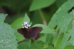 Crusea hispida