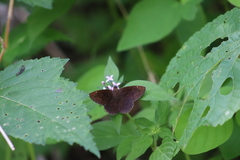 Crusea hispida